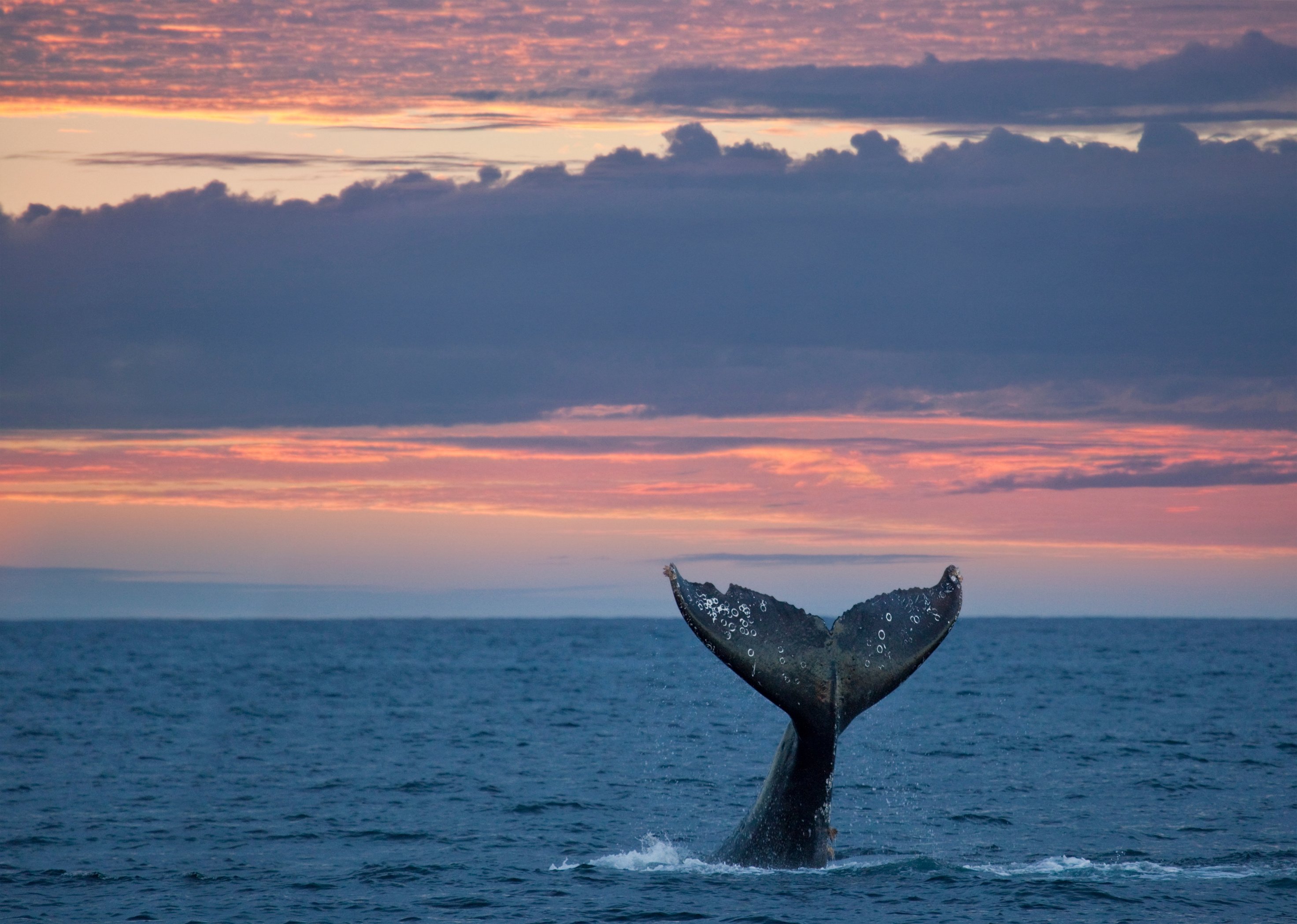 Gray Whale Tail at Sunset